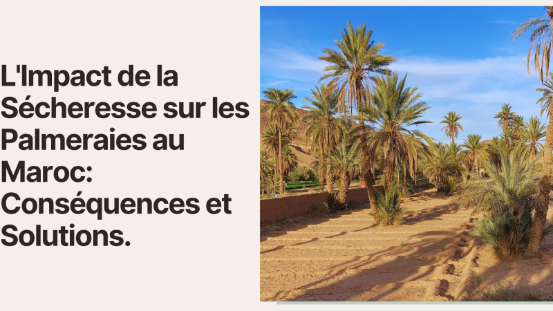 L'Impact de la Sécheresse sur les Palmeraies au Maroc: Conséquences et Solutions