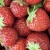Beldi Strawberries – 1 kg