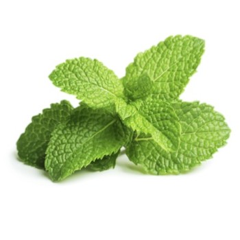 Menthe bio fraîche 1 botte – Variétés marocaines