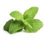 Menthe bio fraîche 1 botte – Variétés marocaines