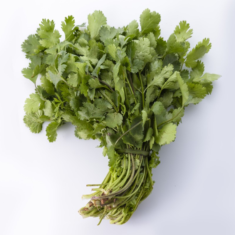 Fresh Organic Coriander 1 Bunch – Aromatic Herb Fresh Organic Coriander 1 Bunch – Aromatic Herb