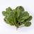 Épinards frais bio 1 botte – Légume vert nutritif