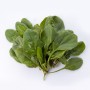 Épinards frais bio 1 botte – Légume vert nutritif