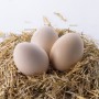 Œuf Beldi fermier – 1 unité