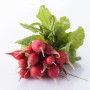 Fresh organic radishes – 1 bunch