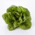 Salades fraîches beldi 1 unité – Variétés de saison