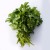 Fresh Celery 1 Bunch – Crunchy Detox Vegetable