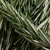 Fresh Organic Rosemary – 1 bunch