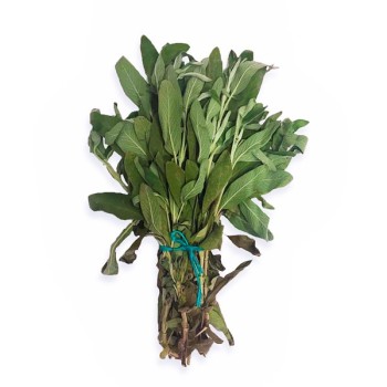 Sauge fraîche bio – 1 botte Sauge fraîche bio – 1 botte