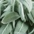 Fresh Organic Sage – 1 bunch
