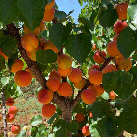 Abricots bio – 1 kg Abricots bio – 1 kg